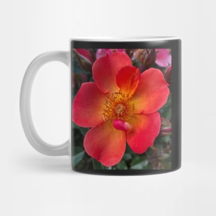 The Heart Frequency of the Orange Rose is Love Mug